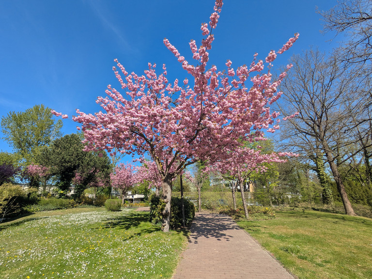 Blick in Park mit blühendem Baum